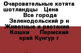 Очаровательные котята шотландцы › Цена ­ 2 000 - Все города, Зеленодольский р-н Животные и растения » Кошки   . Пермский край,Кунгур г.